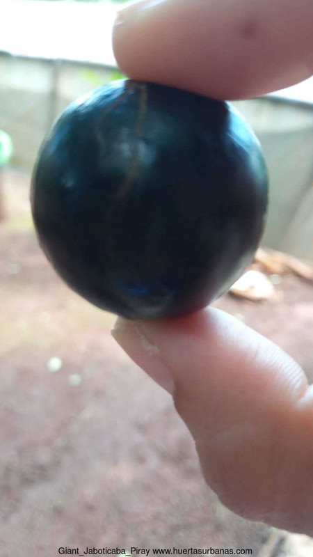 Huertasurbanas_com-d1f81d8e-dca4-4a93-8e48-112884b3a43c.jpeg-20211016_094444Giant_Jaboticaba_Piray