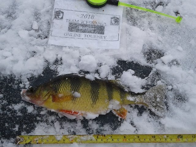 perch 1