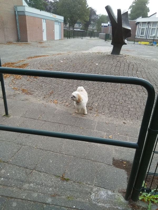 Afbeelding