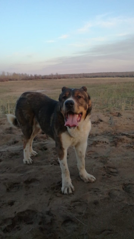 Екемен до 64 молодой, прошло на второй тур (Актобе)