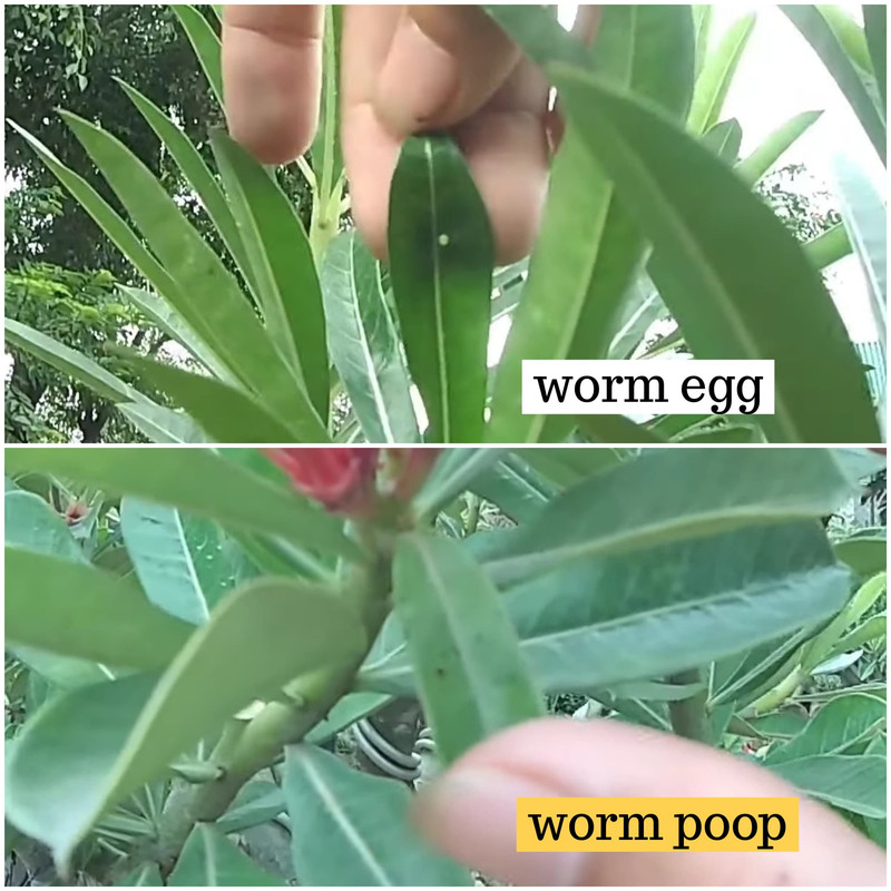 worm-egg-worm-poop-adenium.jpg