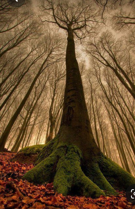 Screenshot_20230302_235615_Pinterest