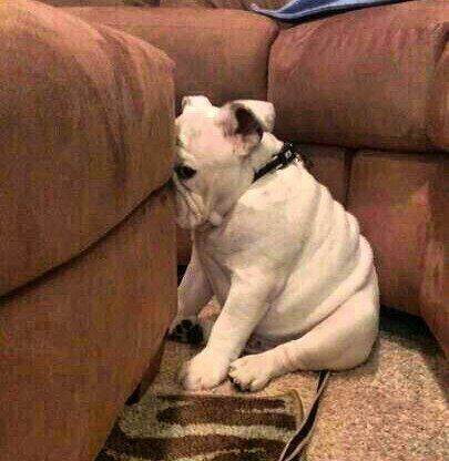 Headache-dog