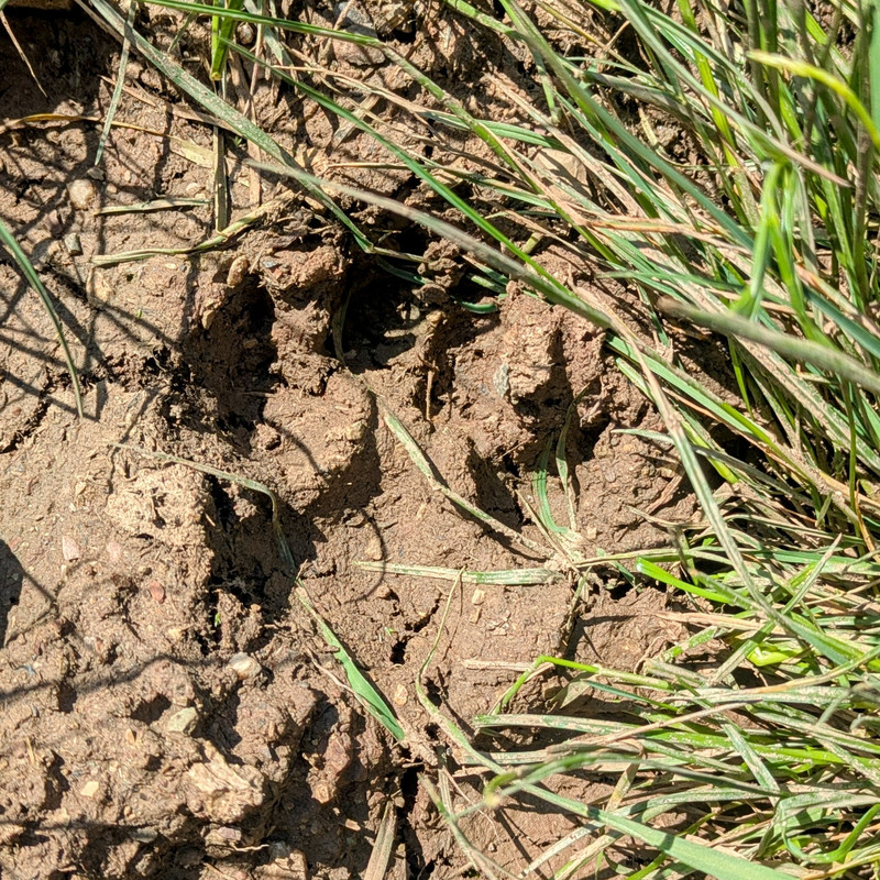 A bear footprint