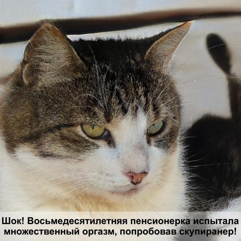 большие коты байкал