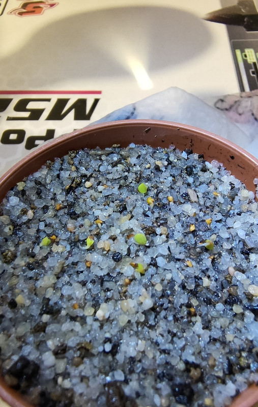 L. lesliei var. venteri (2)