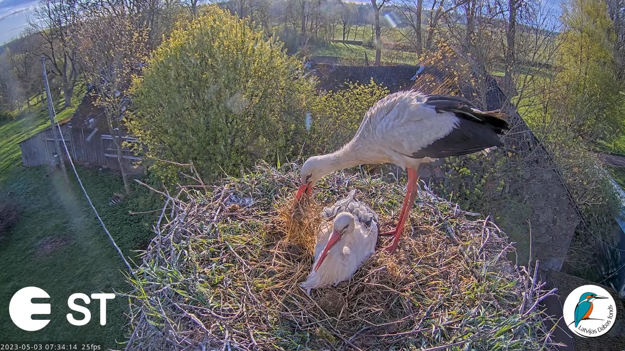 Baltie stārķi (Ciconia ciconia) Tukuma novadā - LDF tiešraide __ White storks in Tukums, Latvia 5-3-