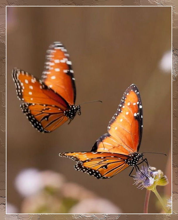 3bd81e671915f2481cd2cab2cd2c4376