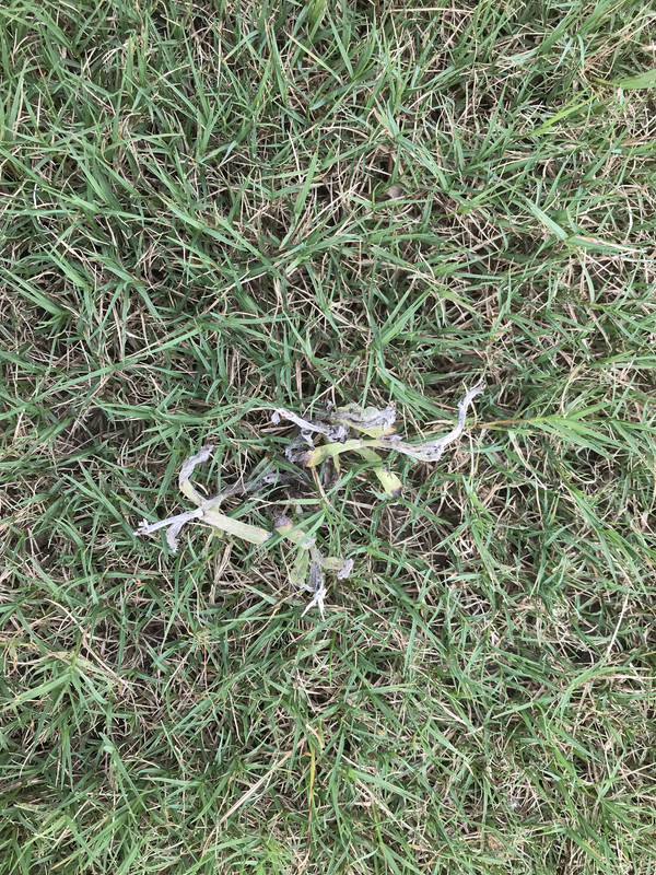 Are these Bermuda seed heads? (Pix) Lawn Care Forum