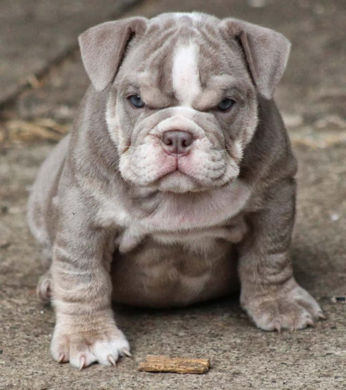 15 милых и очень недовольных детёнышей животных, которые явно не в духе