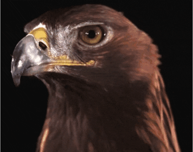 GIF-20250829-073621-063.gif