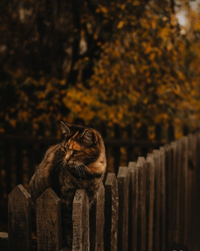 Screenshot_20231115_205311_Pinterest