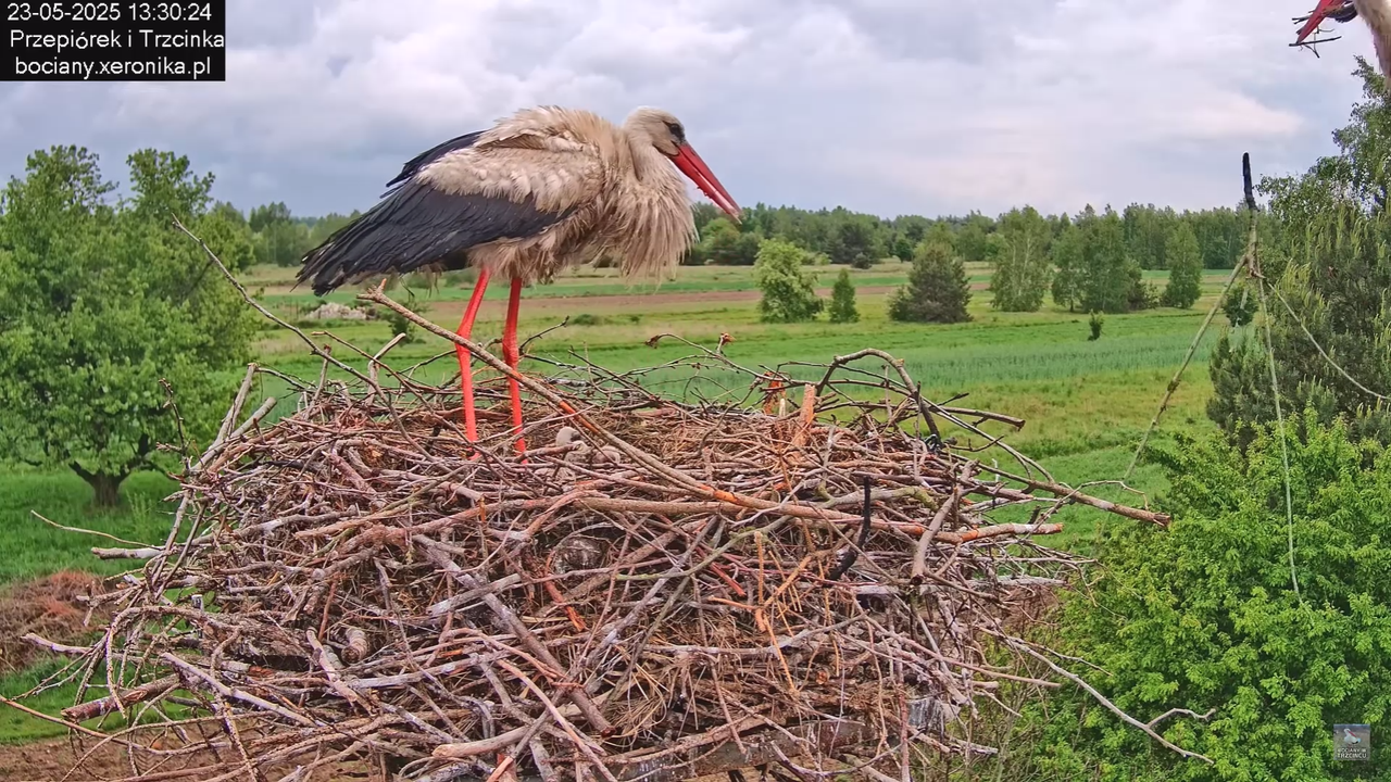 23052025bociany21