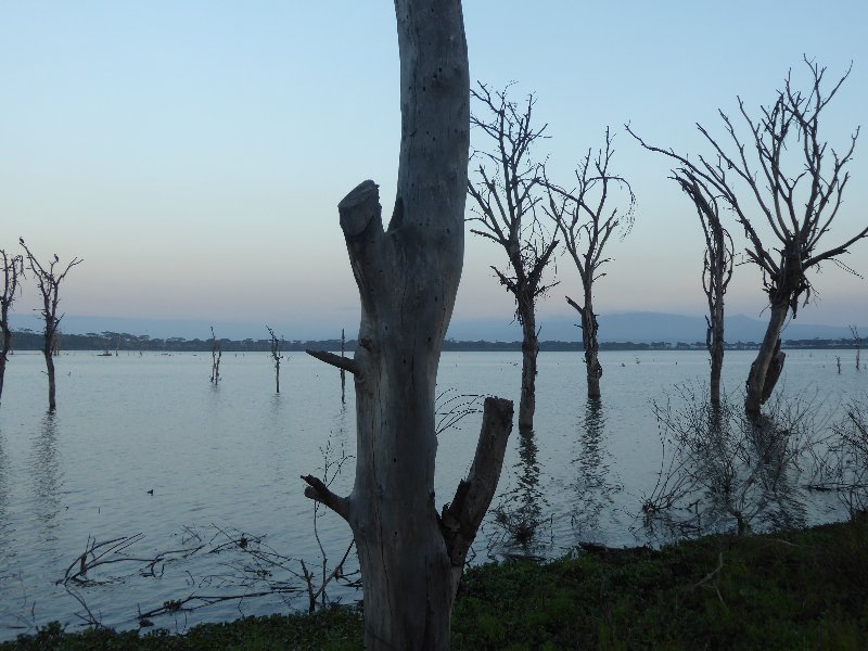 Un poquito de Kenia: Lagos Naivasha y Nakuru, Samburu y Masai Mara - Blogs of Kenya - PARQUE NACIONAL DE LAGO NAIVASHA (2)