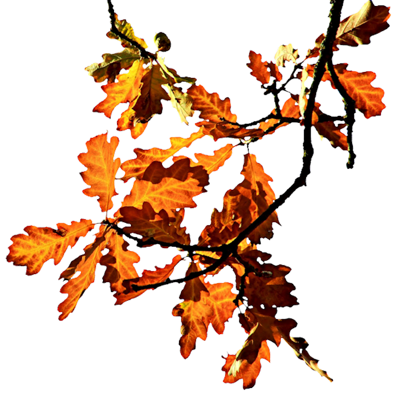 IPD_WP_Element (187)