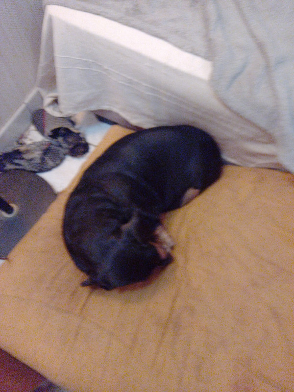 [Image: Poppins.jpg]