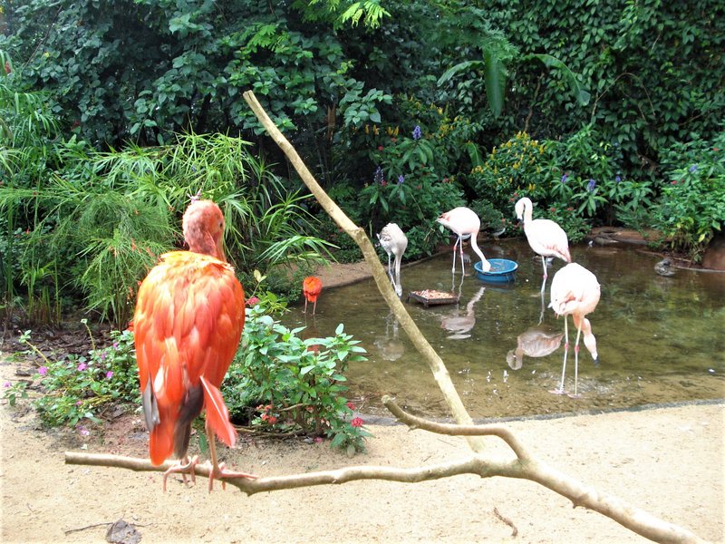 Parque de las Aves-25-2-2010 - Brasil y sus pueblos-2010 (12)