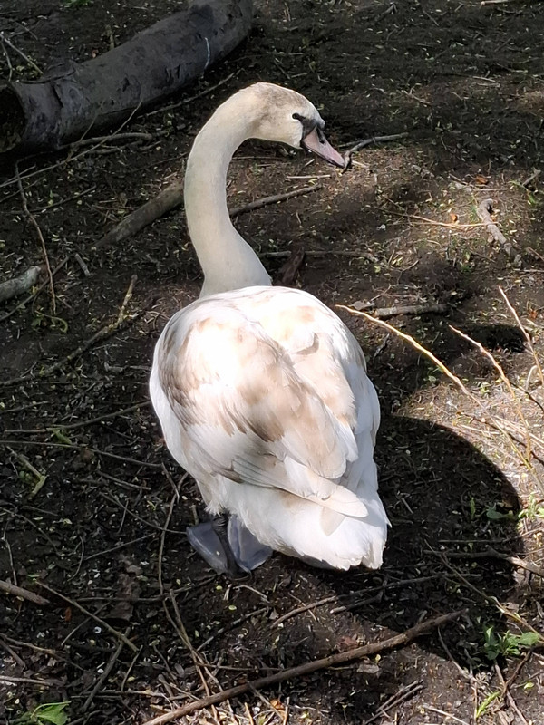Beautiful Swan