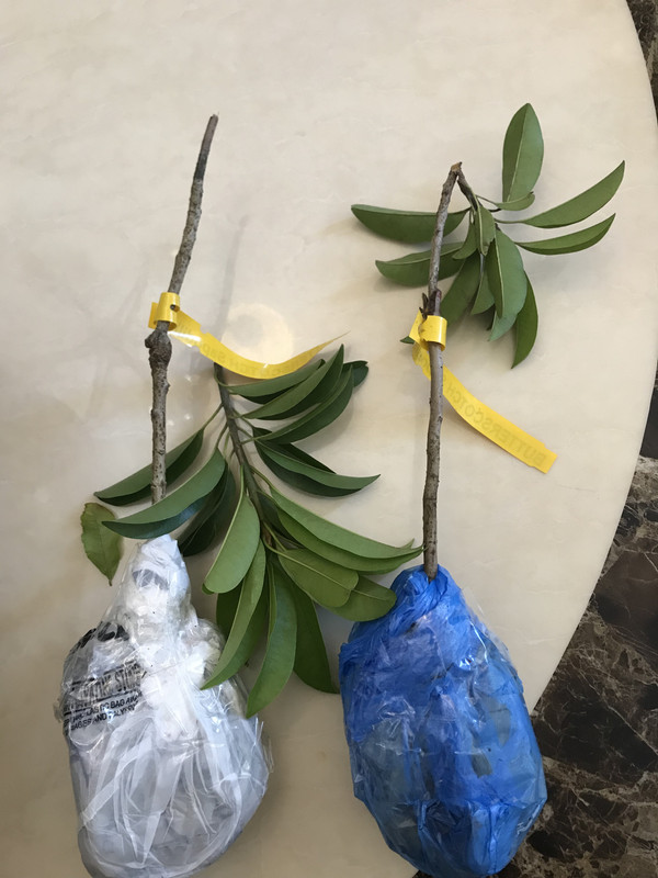 B0BEA2B4-CC5C-4467-AAAA-D4FA596070F1