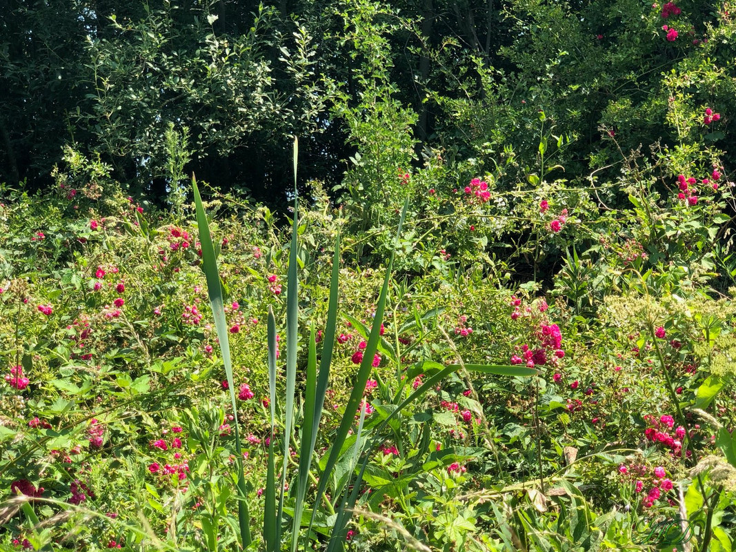 wild-roses-rye-meads-june-2020-HD.jpg