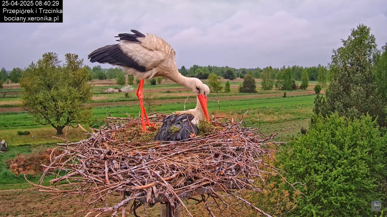 25042025bociany7