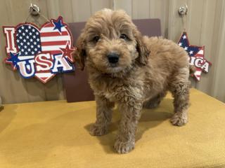 s brown collar male may 16
