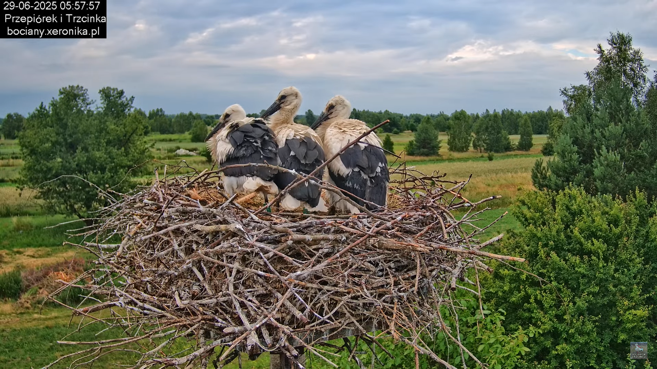 29062025bociany17