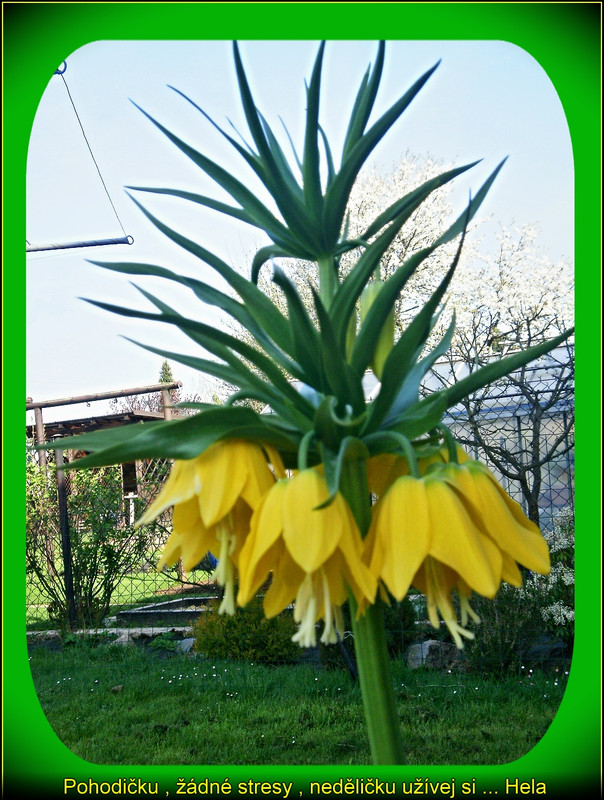 neděleřebčík2025