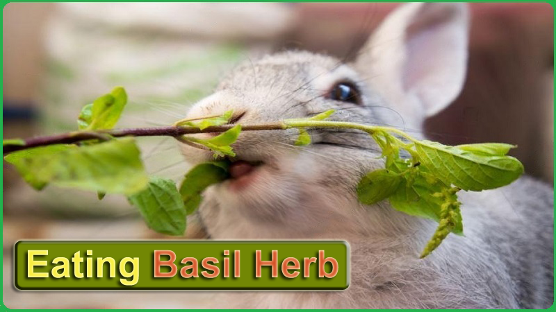 Can Rabbits Eat Basil (Stems, Flowers, & Leaves)? Benefits & Risks