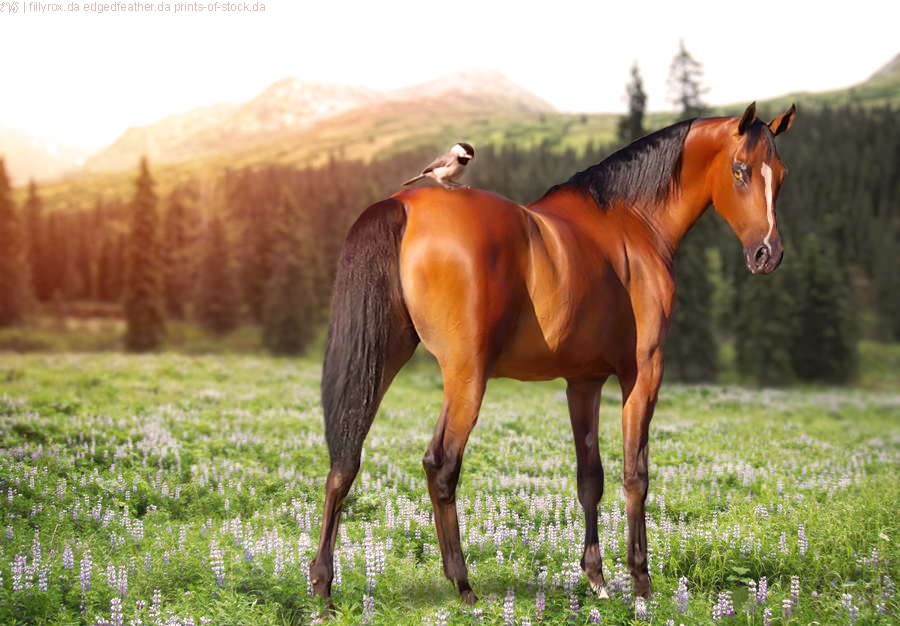 EVS-Bird-in-Meadow-FULL-IMAGE-CREDITED-AND-EDITED.png