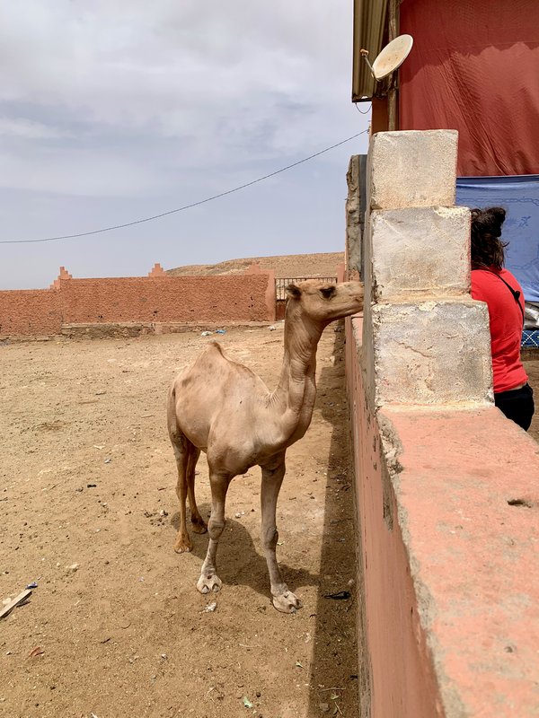 Gulimime y el oasis de Tighmert - Sur de Marruecos: oasis, touaregs y herencia española (3)