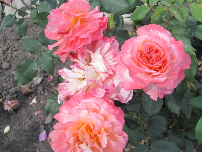 IMG_1962[1]