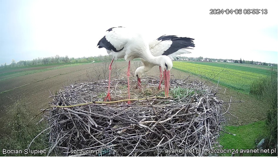 ScreenHunter_522 Apr. 06 08.53