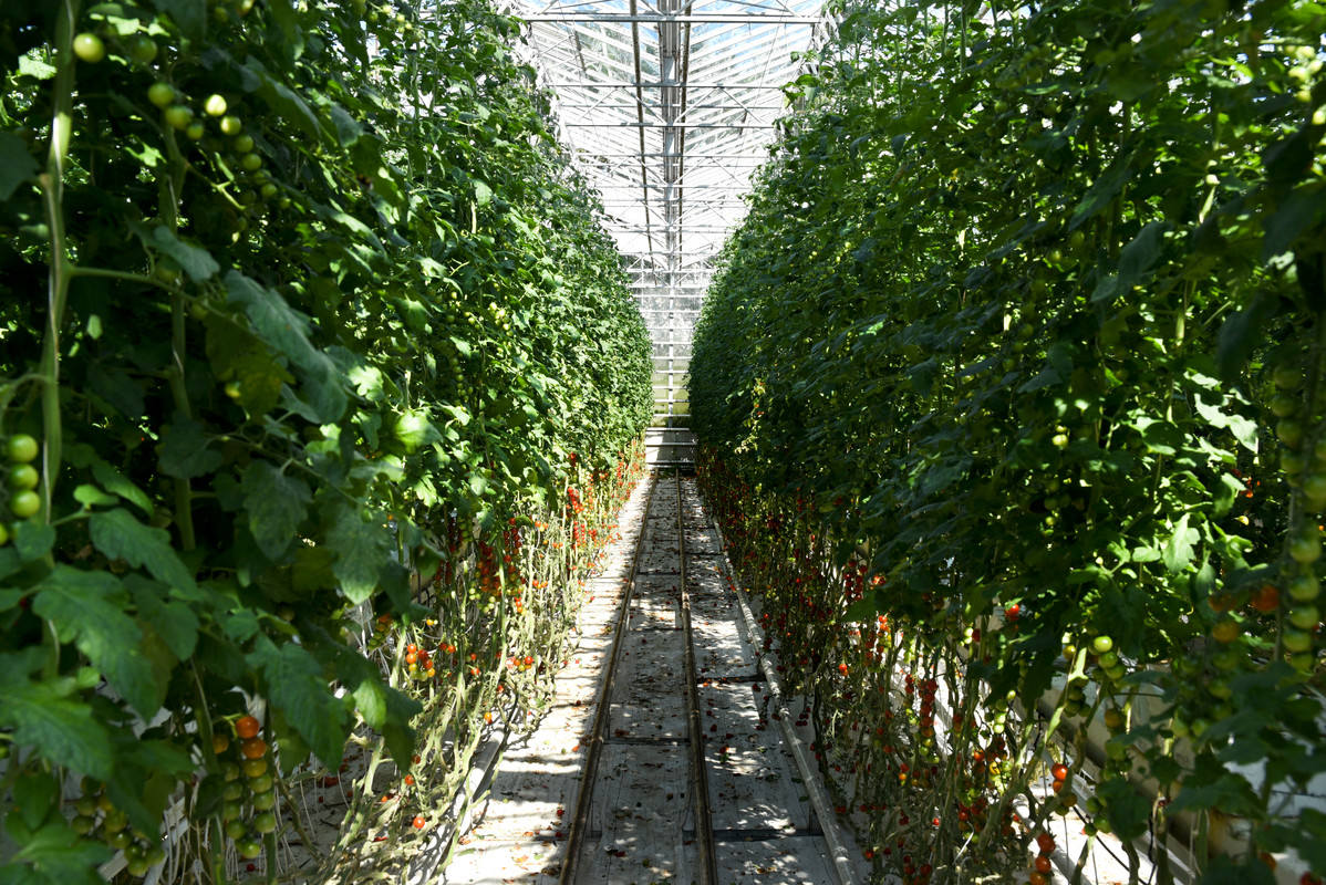 Oeste y centro: Arena y ceniza - Iceland, Las fuerzas de la naturaleza (2021) (62)