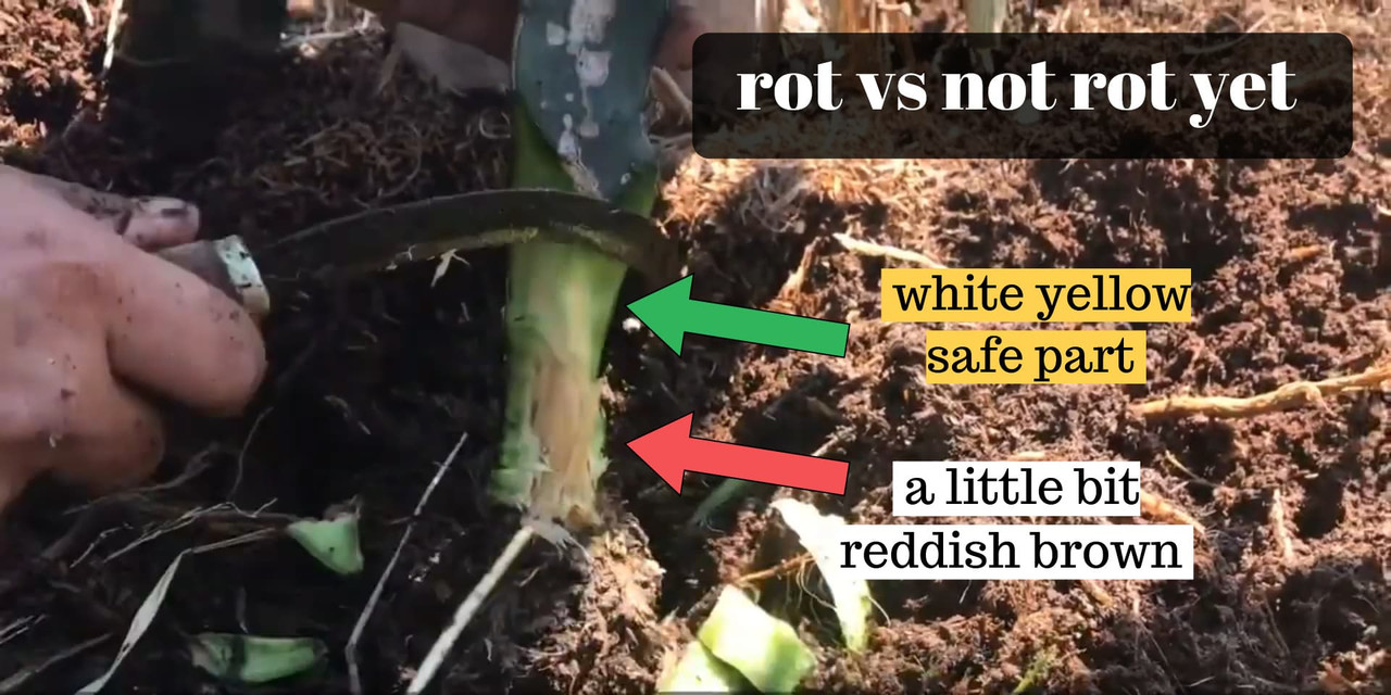 different-color-rot-not-rot.jpg