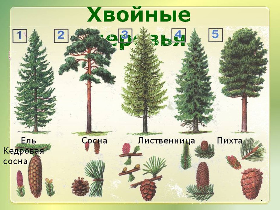 Какие хвойные деревья на т существуют список из 5 видов