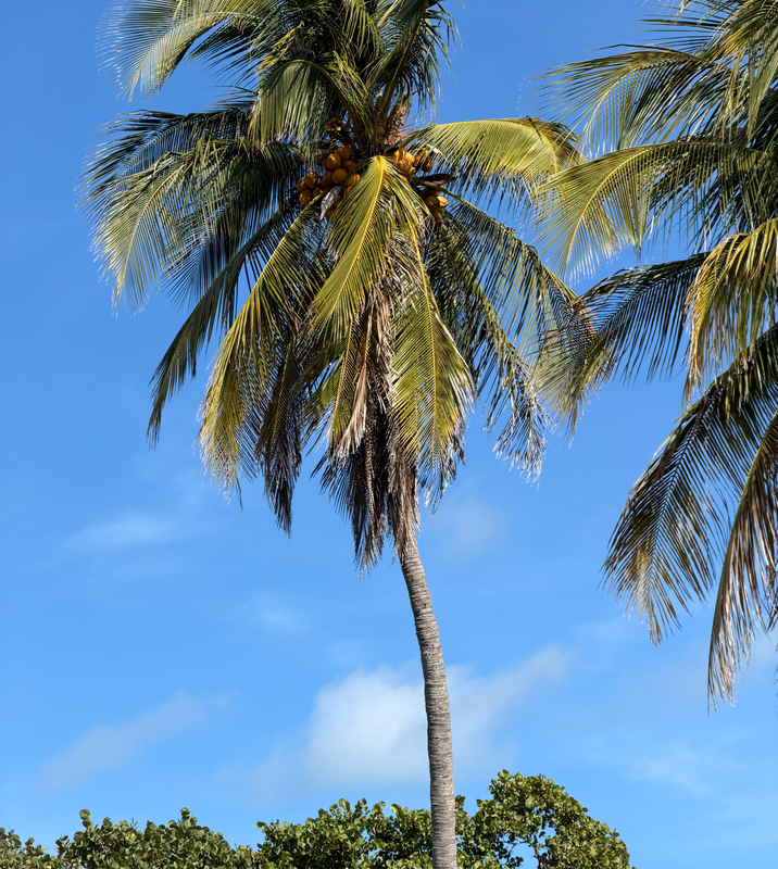 [Image: coconuttree3.png]