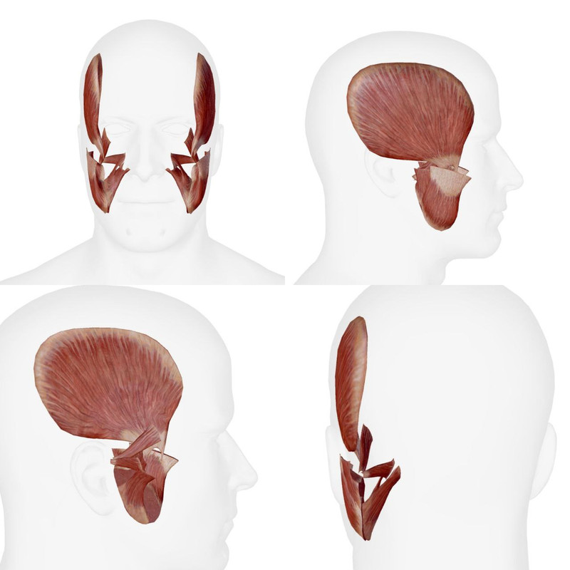 Muscles Masticateurs