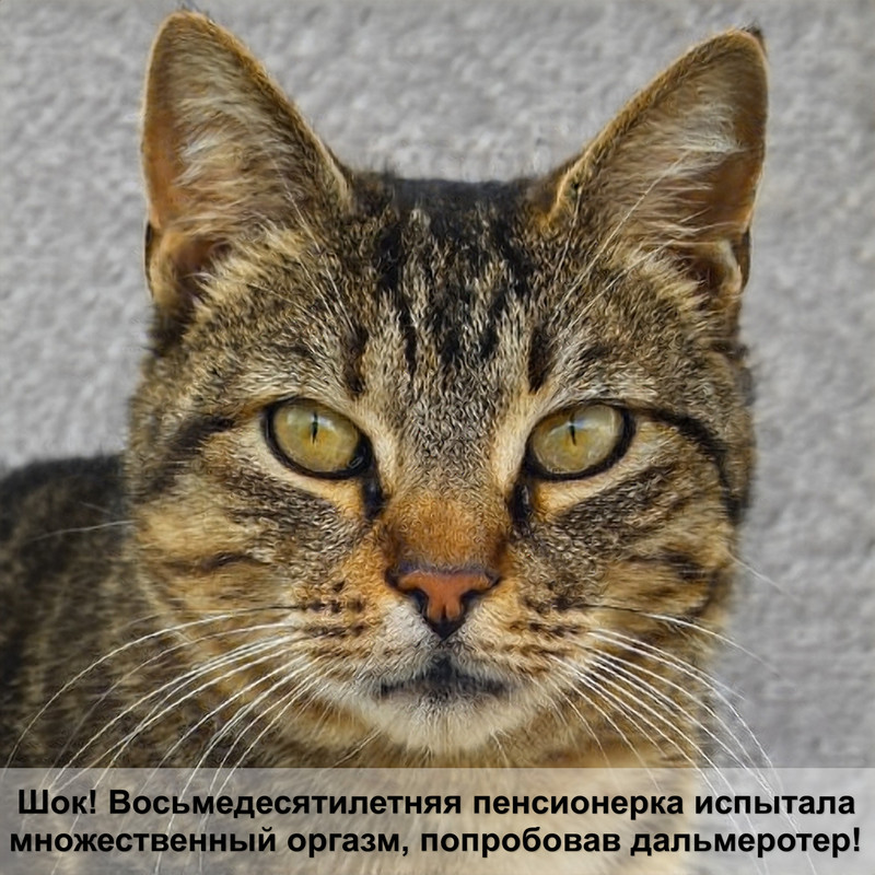 вид кошек без шерсти