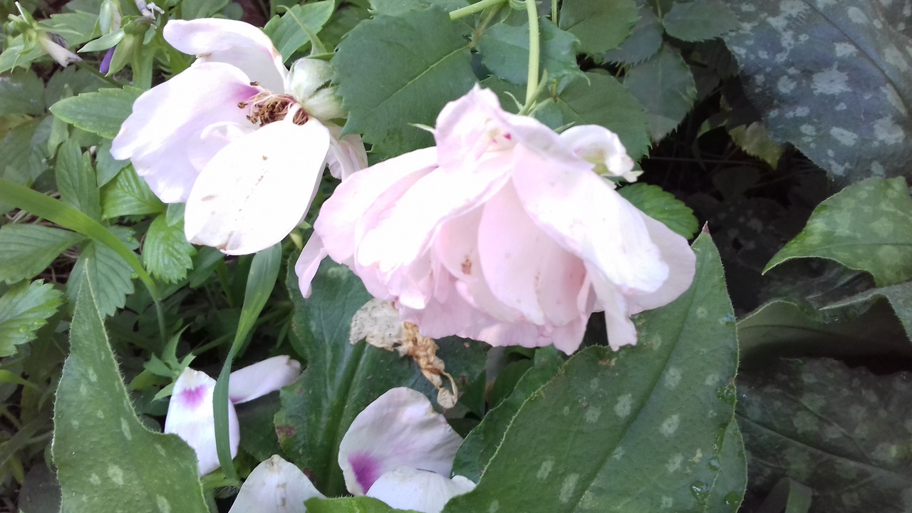 20190719_080813