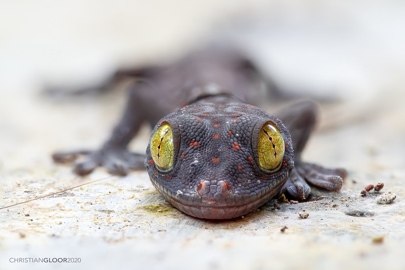 yellow-eyed-tokay-gecko.jpg