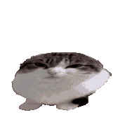 cat_transparent.gif
