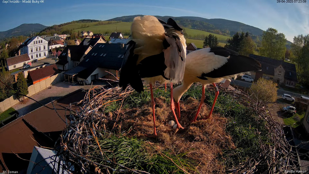 Tiešraides kamera — Mladé Buky — stārķa ligzda 4K 9-30-44 screenshot (1)