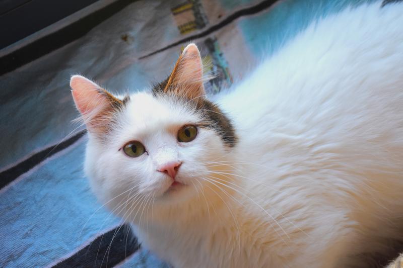 Slika