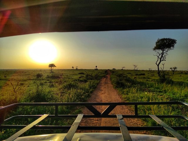 Murchison Falls (día completo de safari) - 18 días por las tierras más remotas de Uganda y Kenya (3)