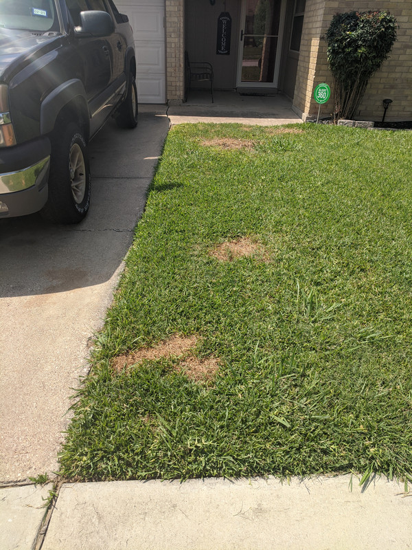 Chinch bug damage? Lawn Care Forum