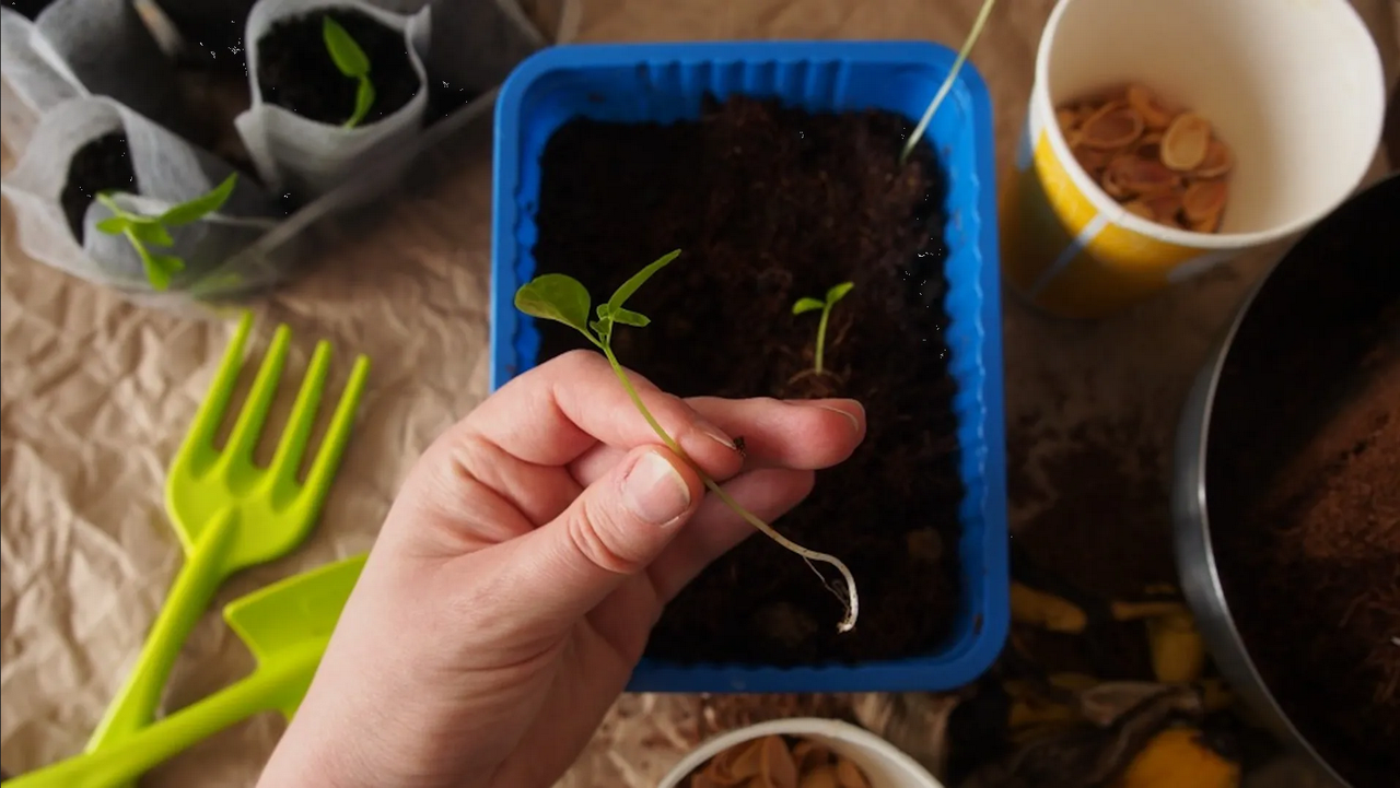 ¿Cómo sembrar las semillas de la papaya en casa?