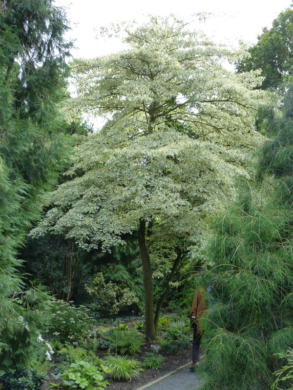 2014-07-13 Arboretum Härle 5