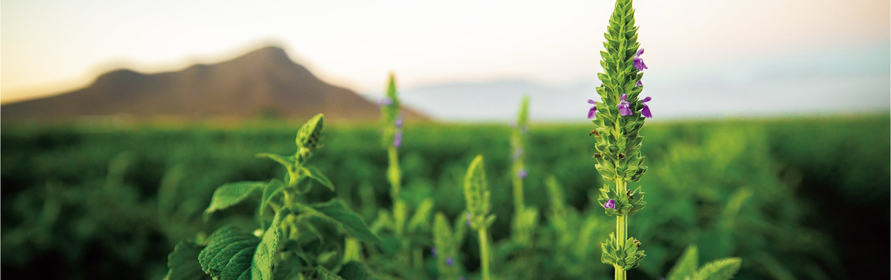 私たちのミッション