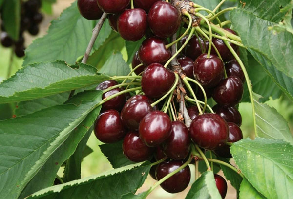 Садоводы рекомендуют почему стоит выбрать для посадки сорт вишни Бессея